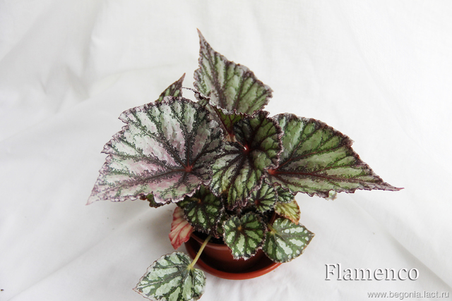 B. ‘Flamenco’